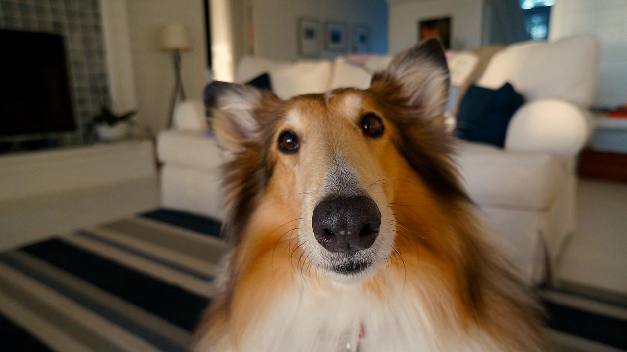 The Collie: More Than Just Lassie's Legacy (Image Credits: Pixabay)