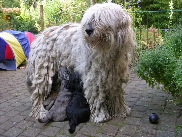 Bergamasco Sheepdog: Italy's Woolly Warrior (Image Credits: Wikimedia)