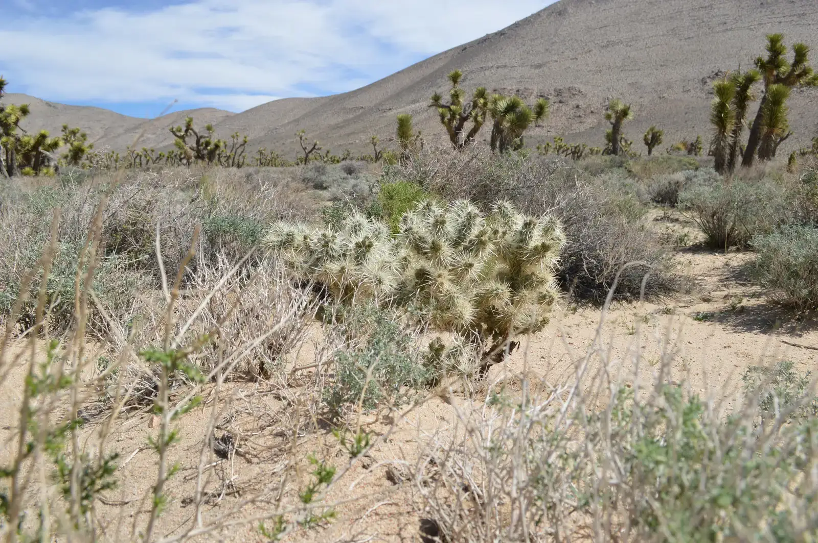 A Desert Worth Fighting For: Science, Hope, and Restoration (By Beachboys5500, CC BY-SA 3.0)
