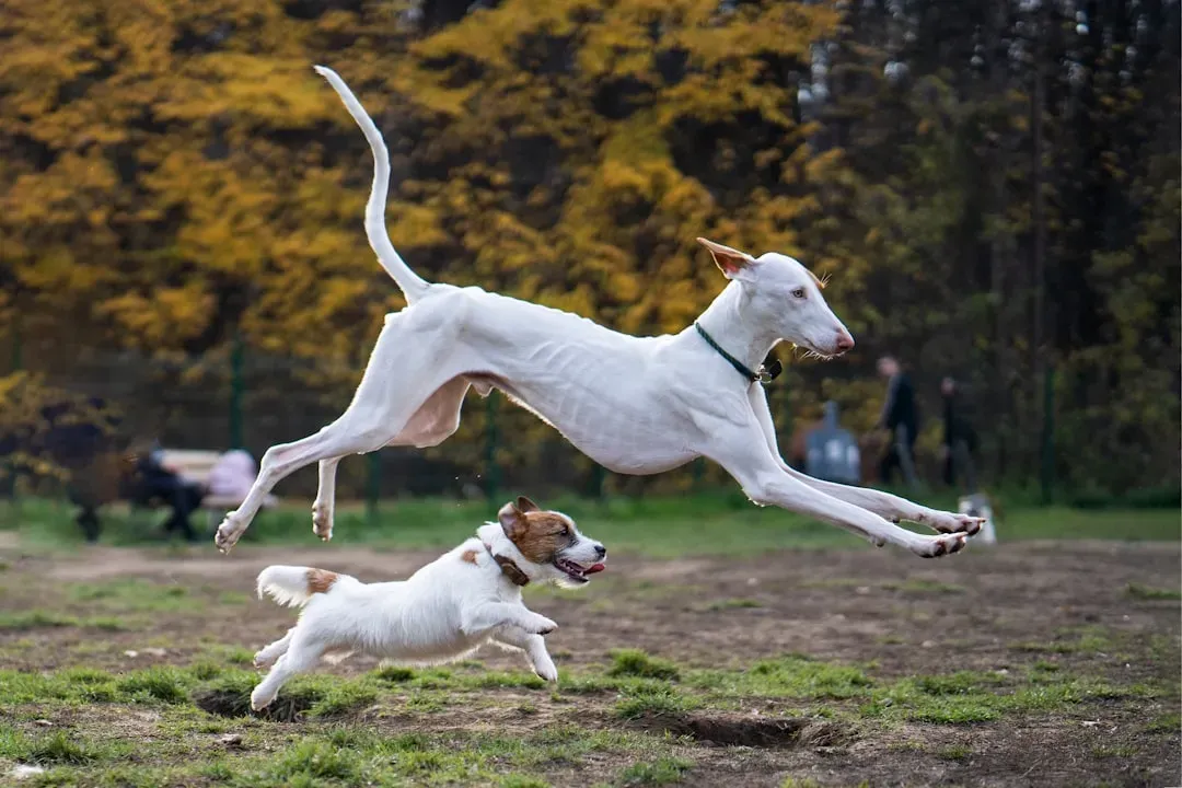 Playfulness Comes Naturally (Image Credits: Unsplash)