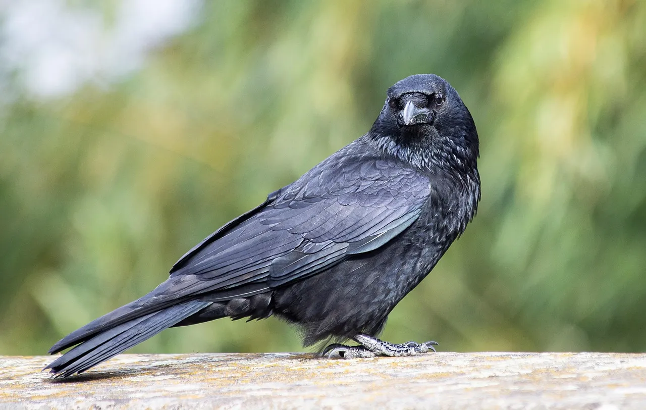#4 - Other Animals Are Secretly Eavesdropping on the Chaos (Image Credits: Pixabay)