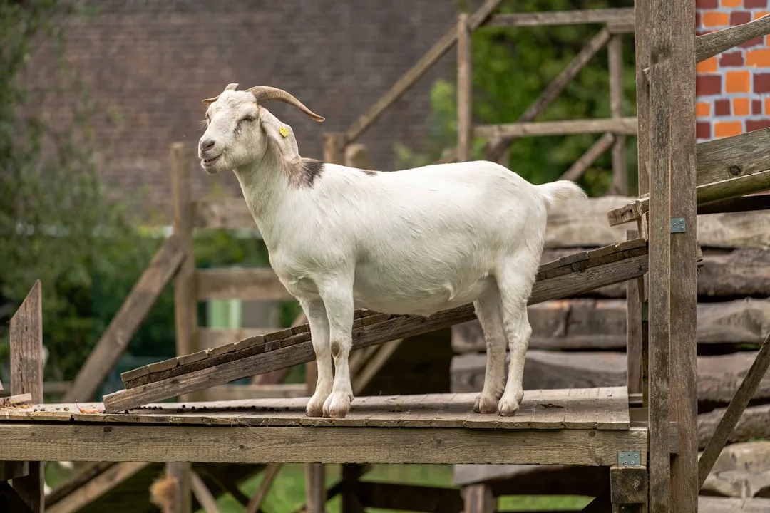 Rethinking How We Treat And Talk About Goats (Image Credits: Unsplash)
