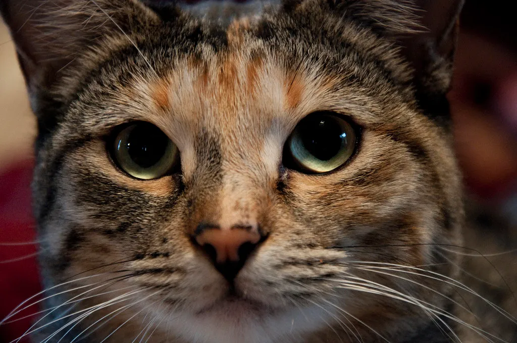 #14 - Eyes That Look Different: Dullness, Sunkenness, Or Odd Pupils (Yuya Sekiguchi, Flickr, CC BY 2.0)