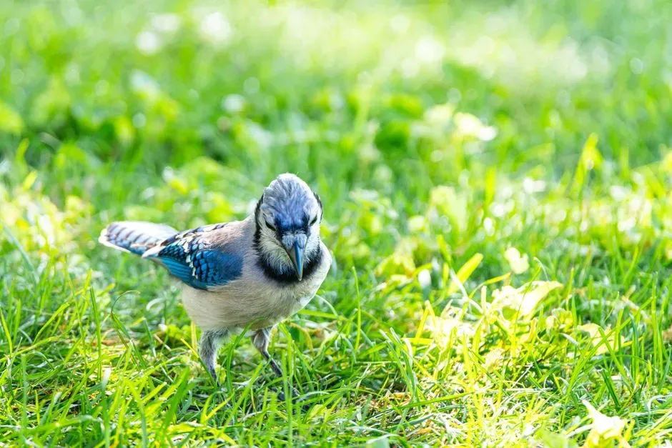 The Significance of Daily Appearances (Image Credits: Pexels)