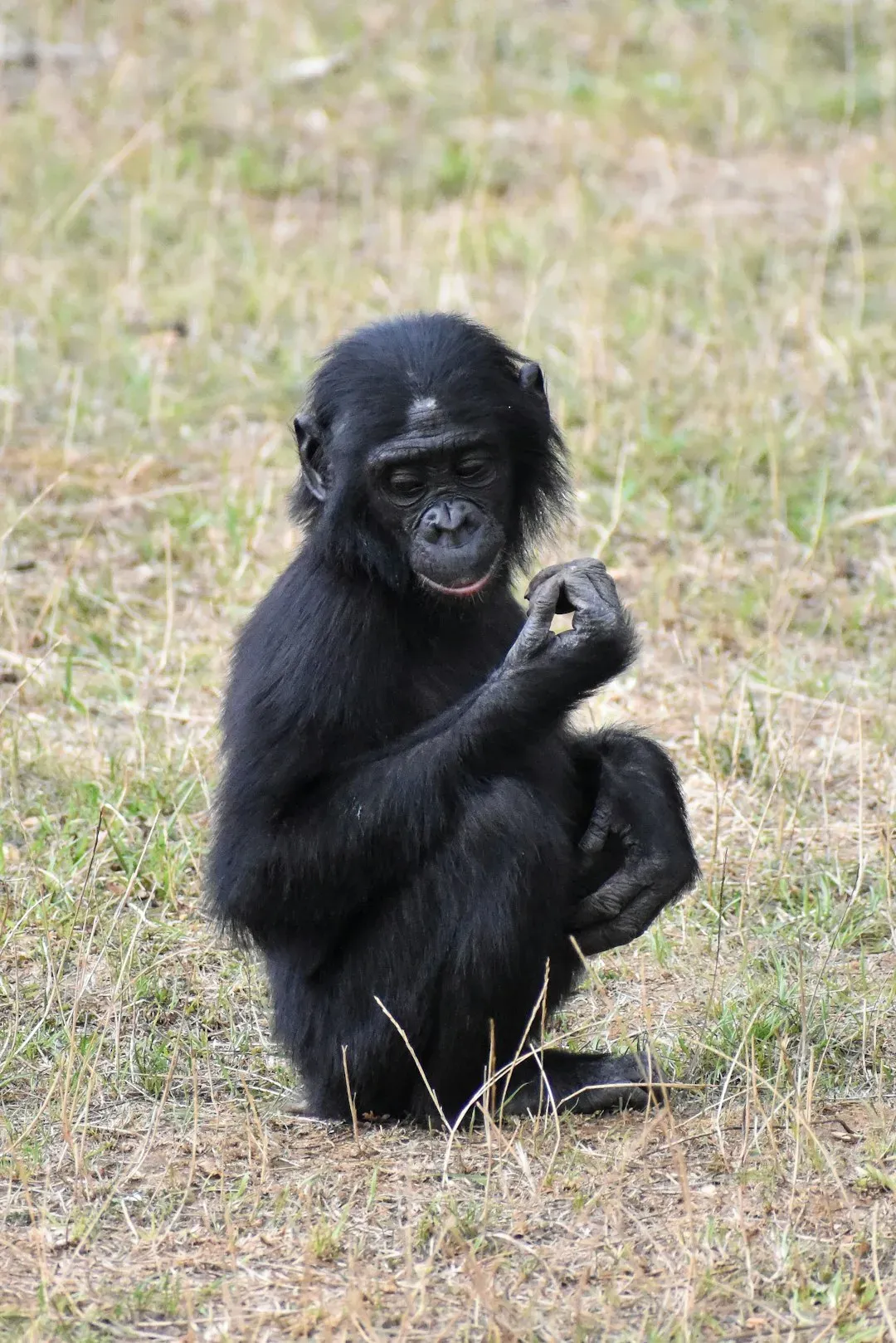 Bonobos Beyond Borders: Cooperation With Strangers (Image Credits: Unsplash)