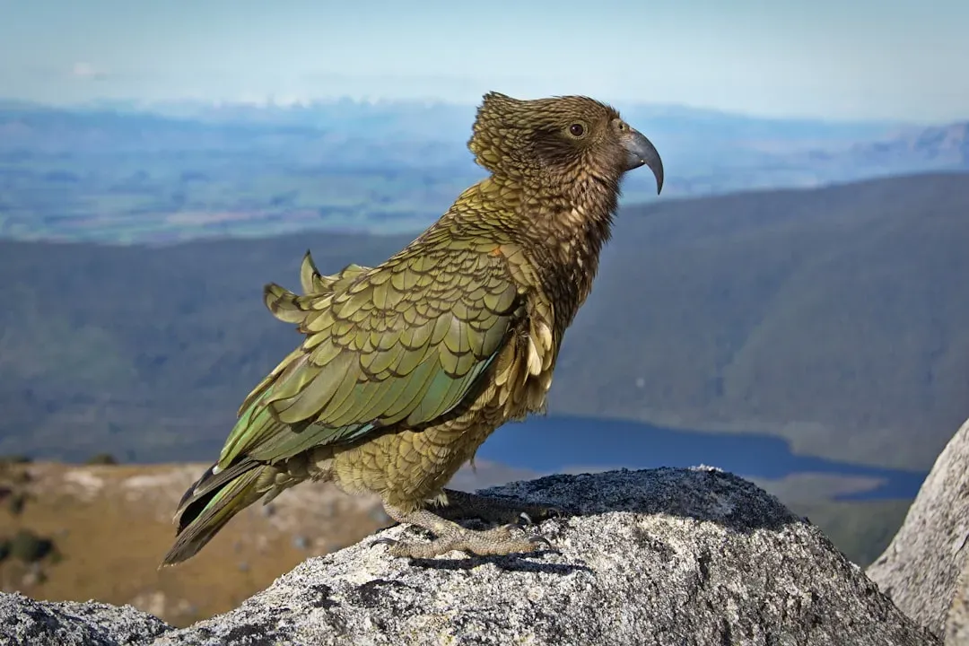 Virgo and the Kakapo (Image Credits: Unsplash)
