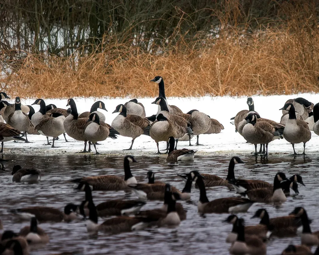 Migration Shifts: The Living Calendar of Climate Change (Image Credits: Unsplash)