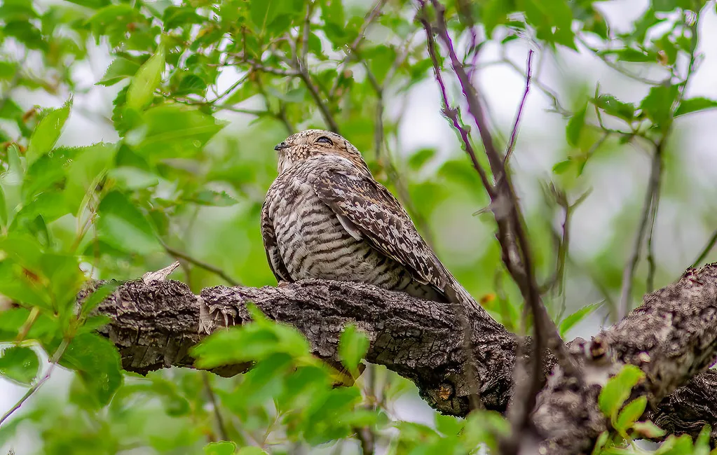 #8 - Common Nighthawk: The Summer Voice That Just Stopped (peterichman, Flickr, CC BY-SA 2.0)