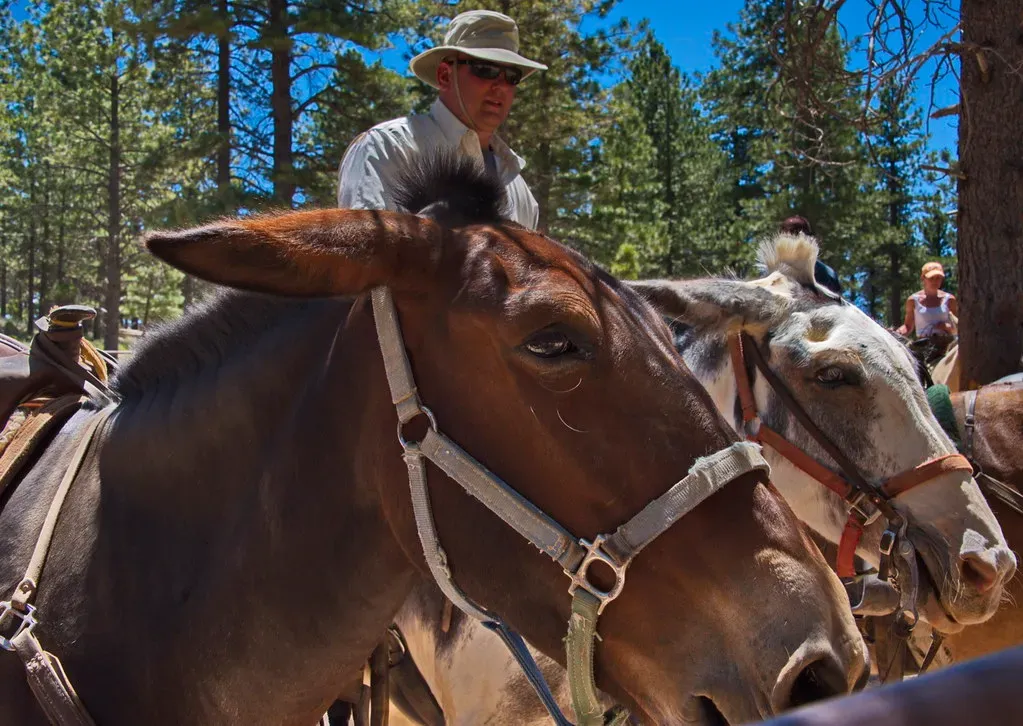 Horses Can Hear Frequencies Humans Cannot (Image Credits: Flickr)
