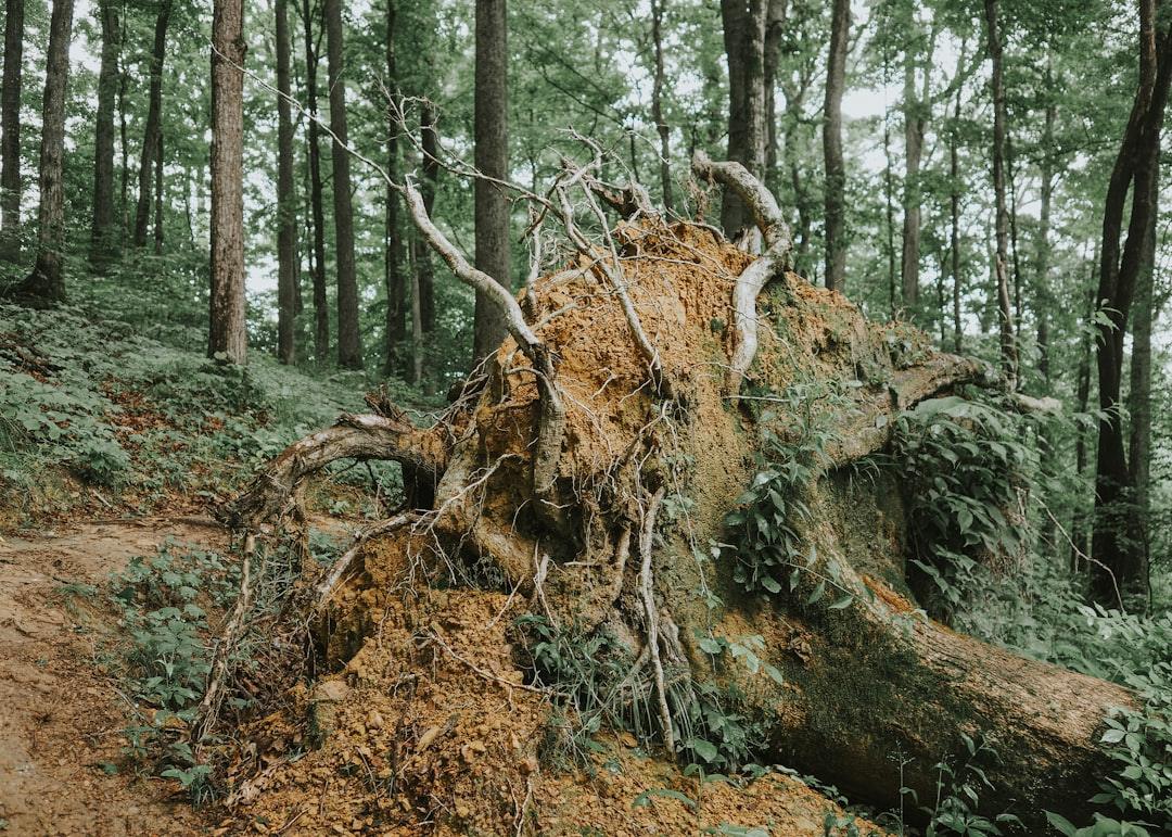 The Collapse of Natural Ecosystems (Image Credits: Unsplash)