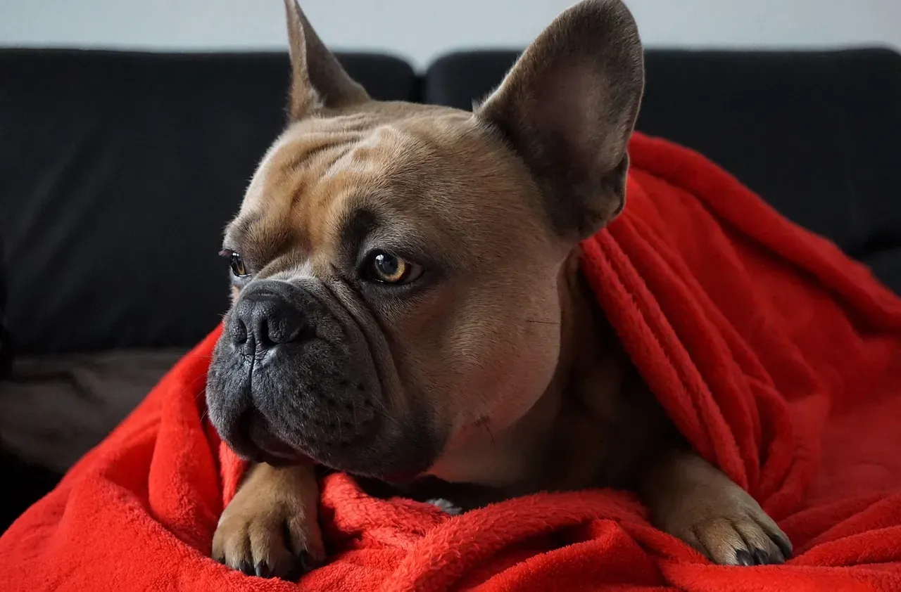 Understanding the Comfort-Seeking Behavior (Image Credits: Pixabay)