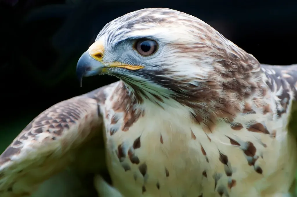 An Astonishing Menu: What the Gyrfalcon Actually Eats (tallmantravelling, Flickr, CC BY 2.0)