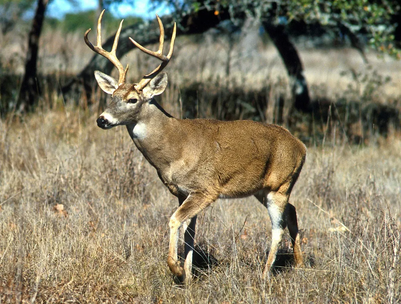 When the Prairie State Lost Its Deer (Image Credits: Pixabay)