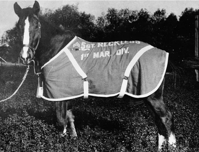 Sergeant Reckless: The Marine Who Happened to Be a Horse (Image Credits: Wikimedia)