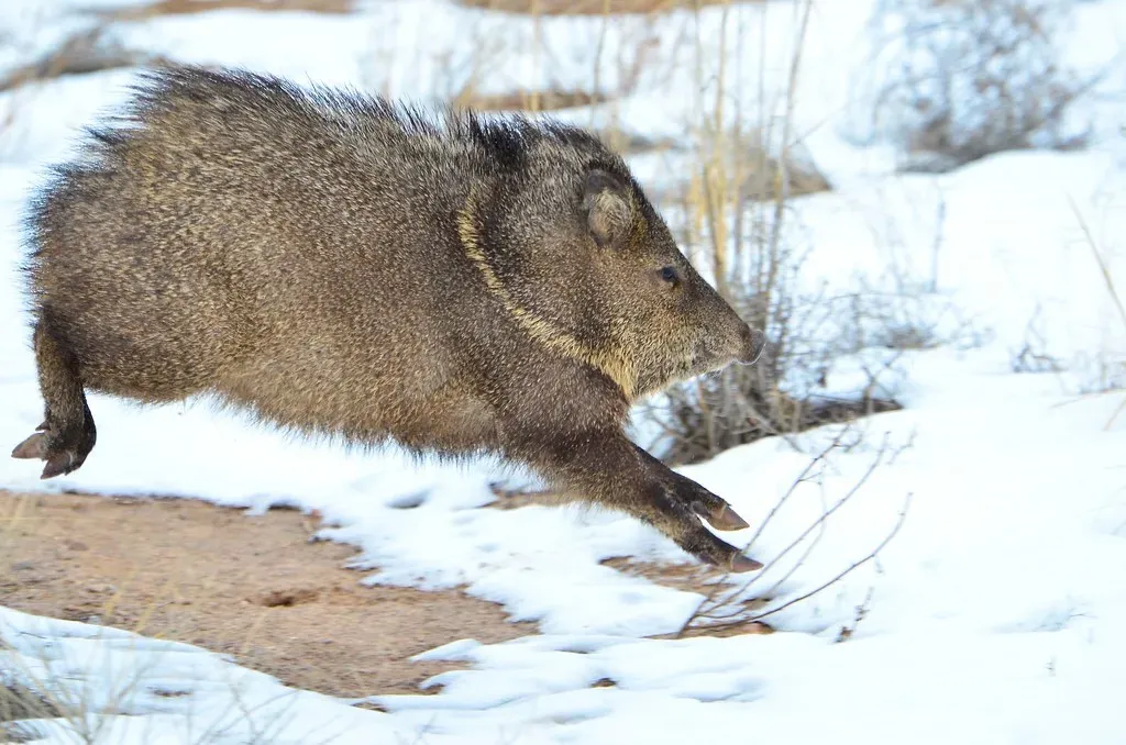 How Javelinas Live: Squadrons, Stink, and Survival (Larry Lamsa, Flickr, CC BY 2.0)