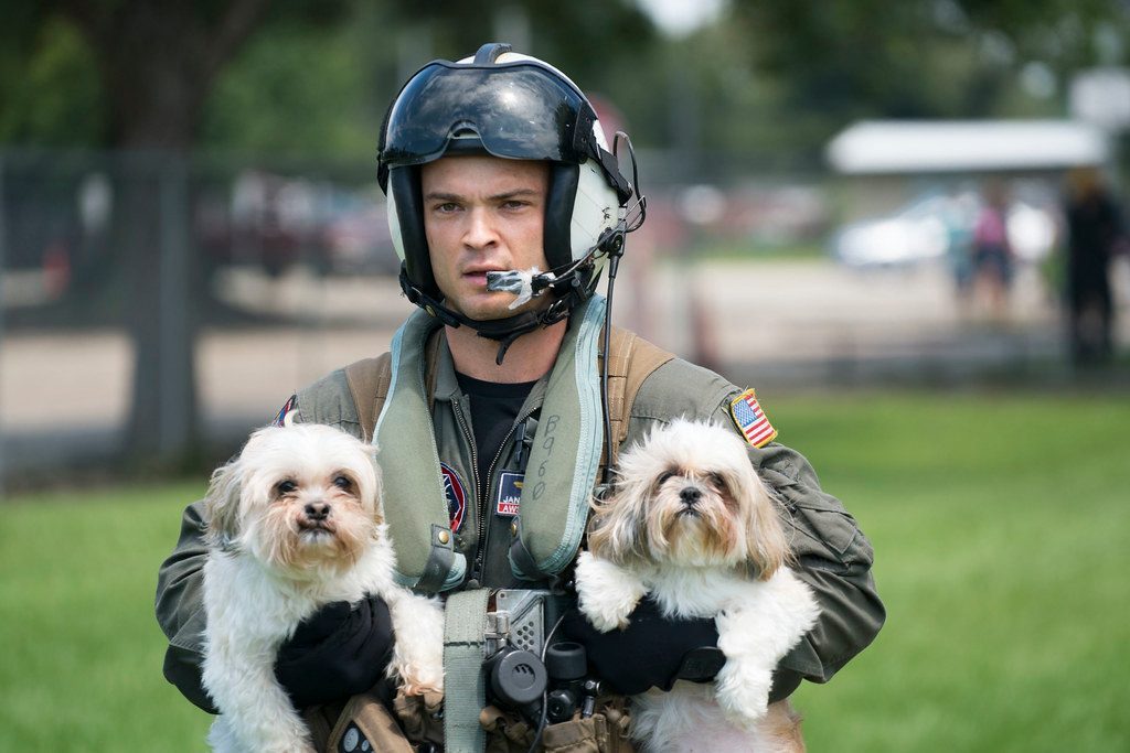 More Than Just Emotional Support (Image Credits: Flickr)