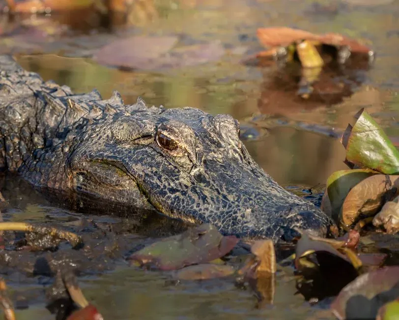 Capricorn and the American Alligator (Image Credits: Pexels)
