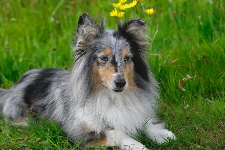 Shetland Sheepdog (Image Credits: Pexels)