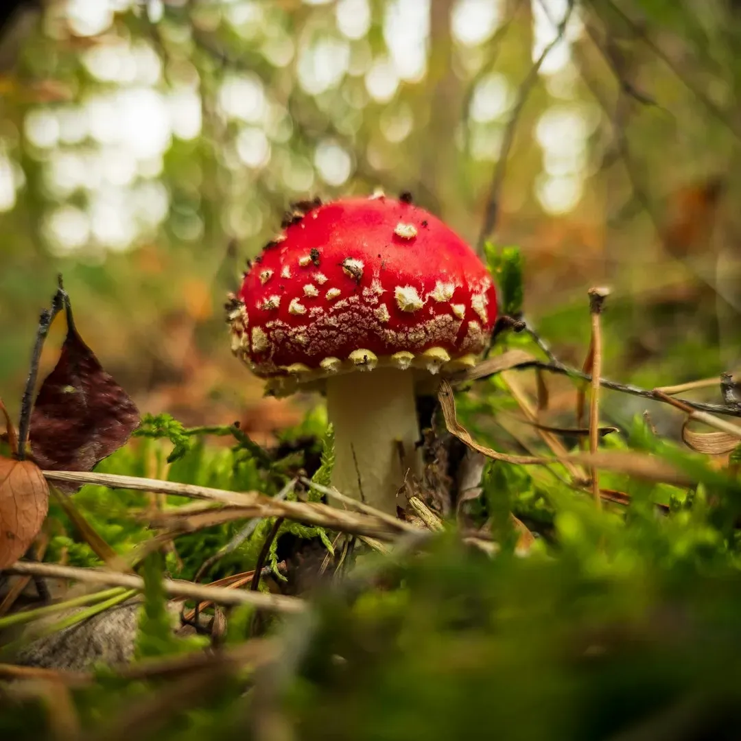 Decomposers Recycle Nutrients and Enrich Soil (Image Credits: Unsplash)