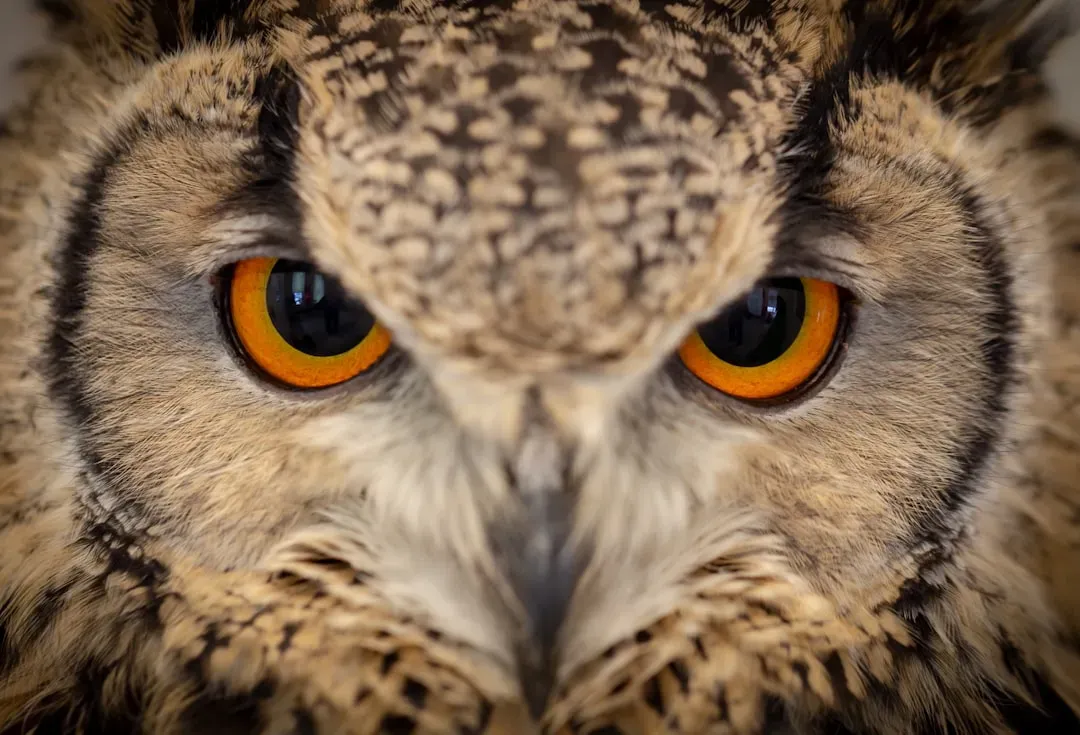 They Can't Move Their Eyes At All (Image Credits: Unsplash)