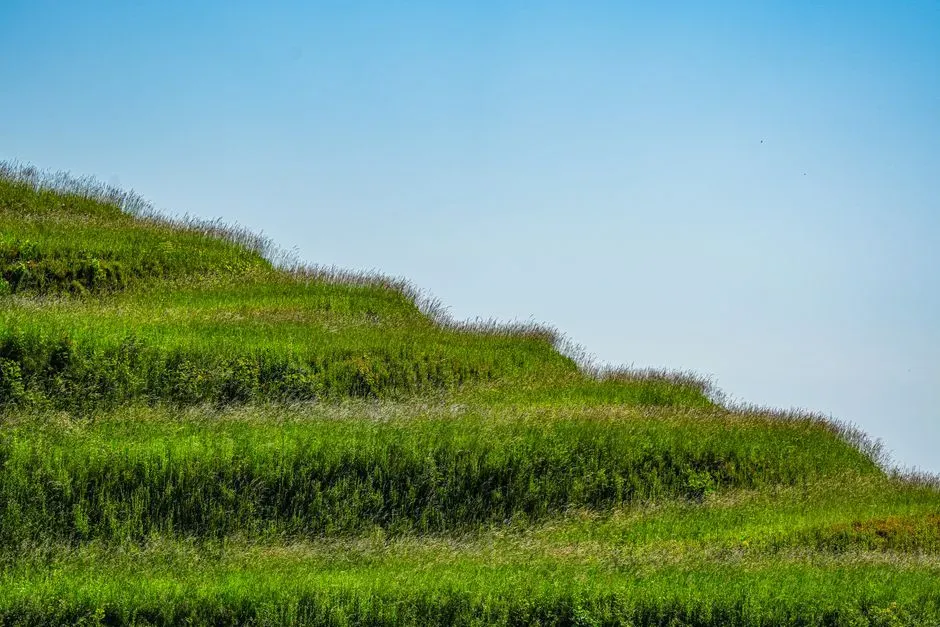 3. Build Layered Vegetation Structure (Image Credits: Pexels)