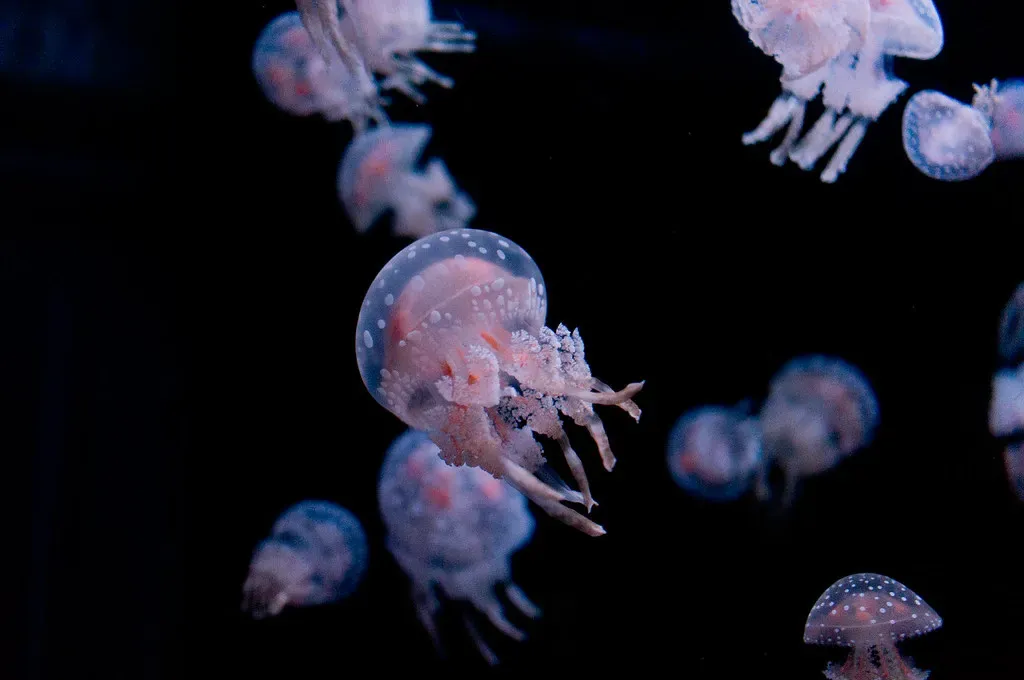 Conclusion: The Oldest Lesson in the Ocean (ysksmz, Flickr, CC BY-SA 2.0)