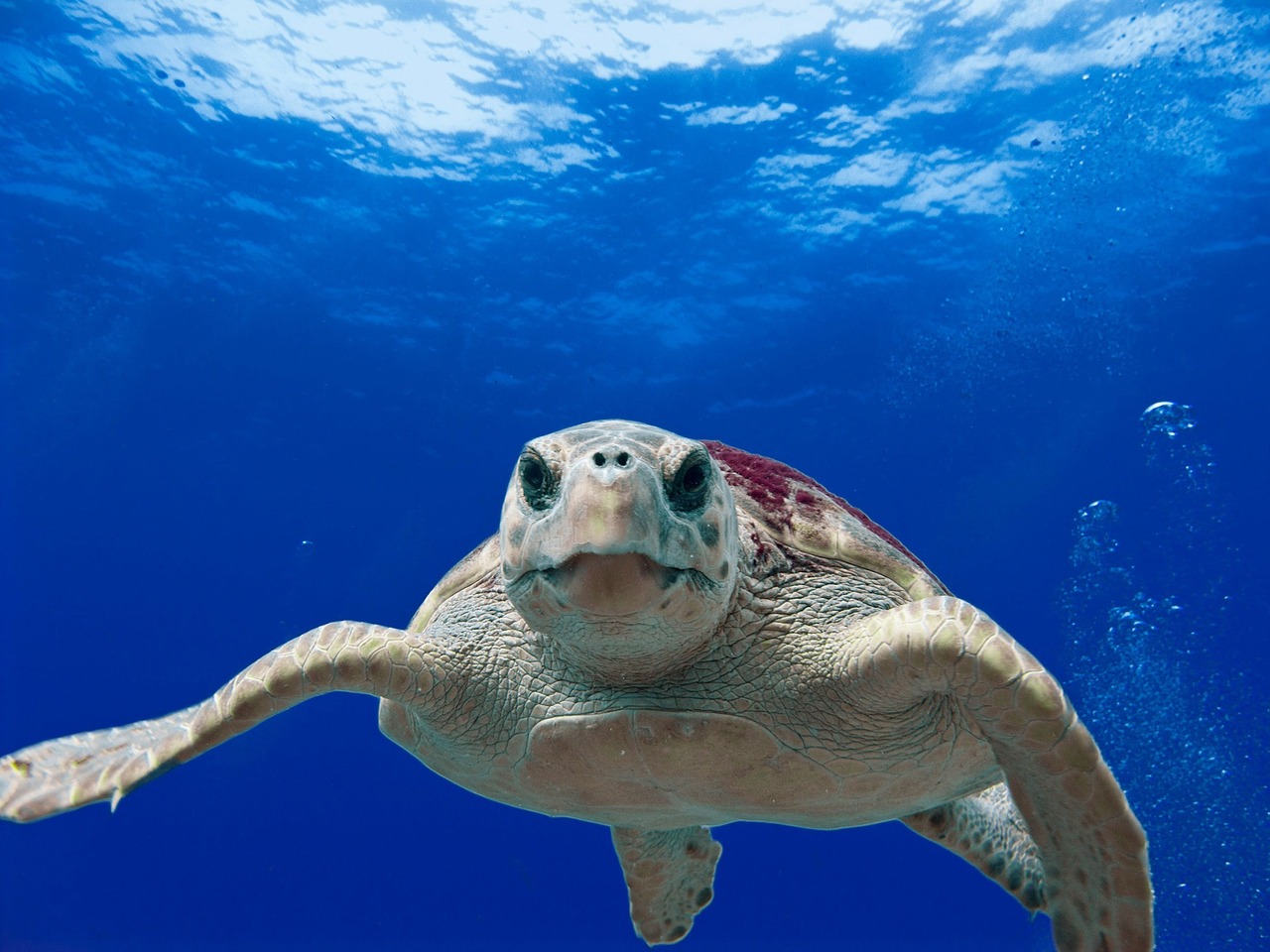 Modern Environmental Guardian (Image Credits: Pixabay)