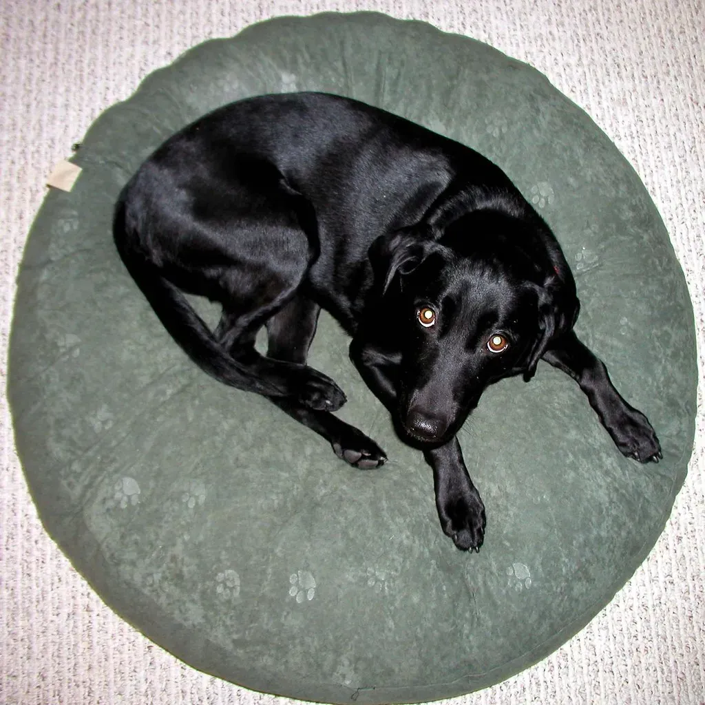 Why Dogs Circle Before Hitting the Hay (Image Credits: Flickr)