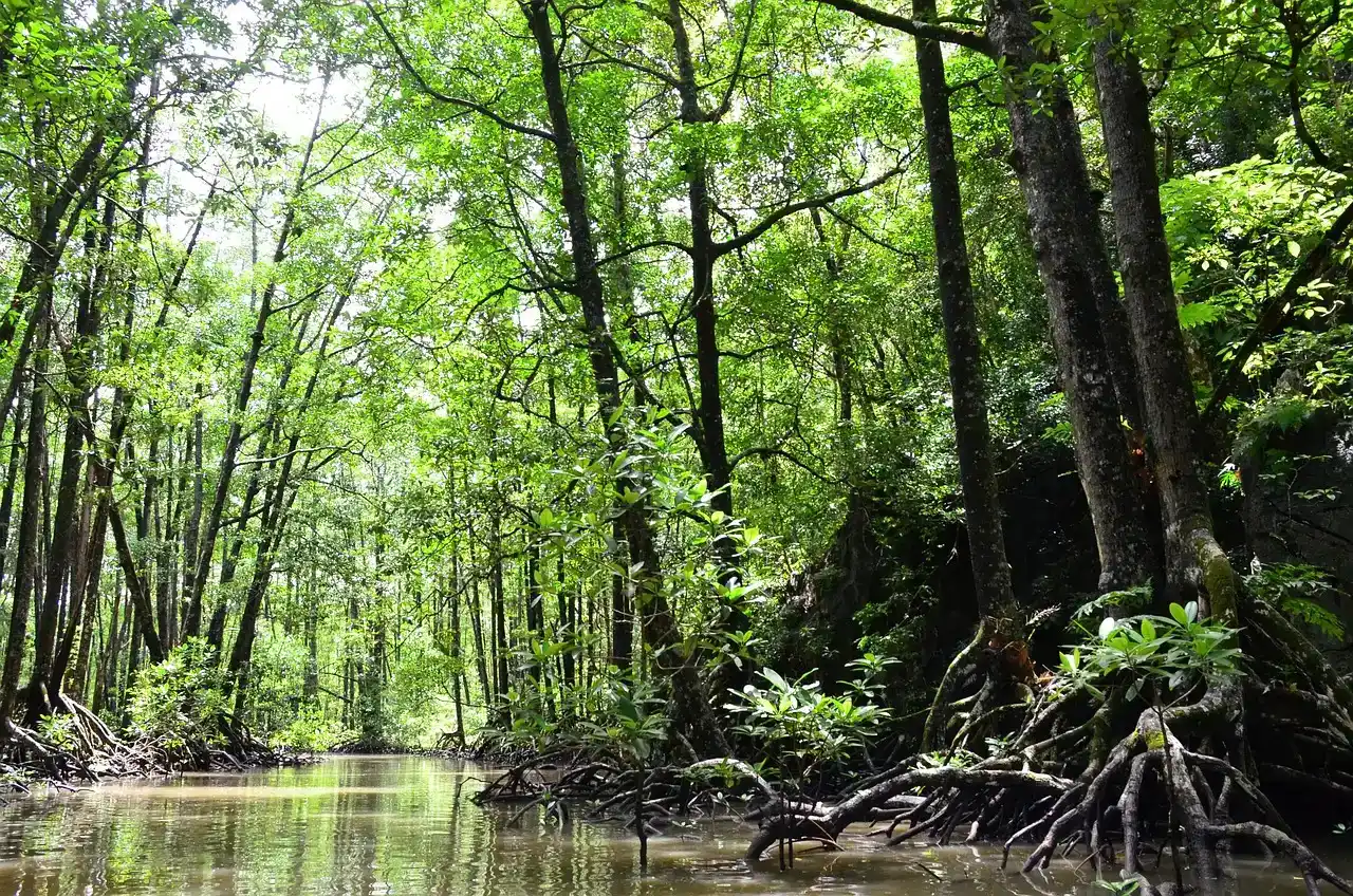 5. Storing Carbon in Blue Carbon Ecosystems (Image Credits: Pixabay)