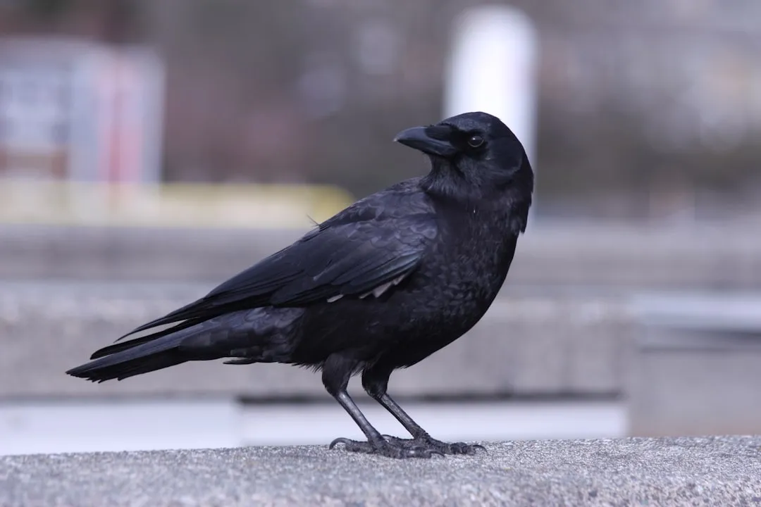 #9 - Human-Imprinted Wild Birds: Crows, Ravens and Raptors (Image Credits: Unsplash)