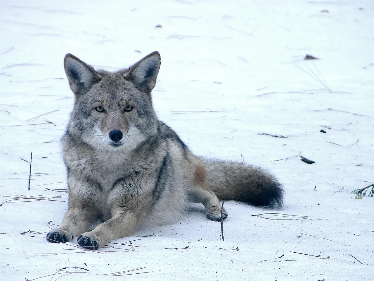 Coyote and the Web of Relationships (Image Credits: Pixabay)