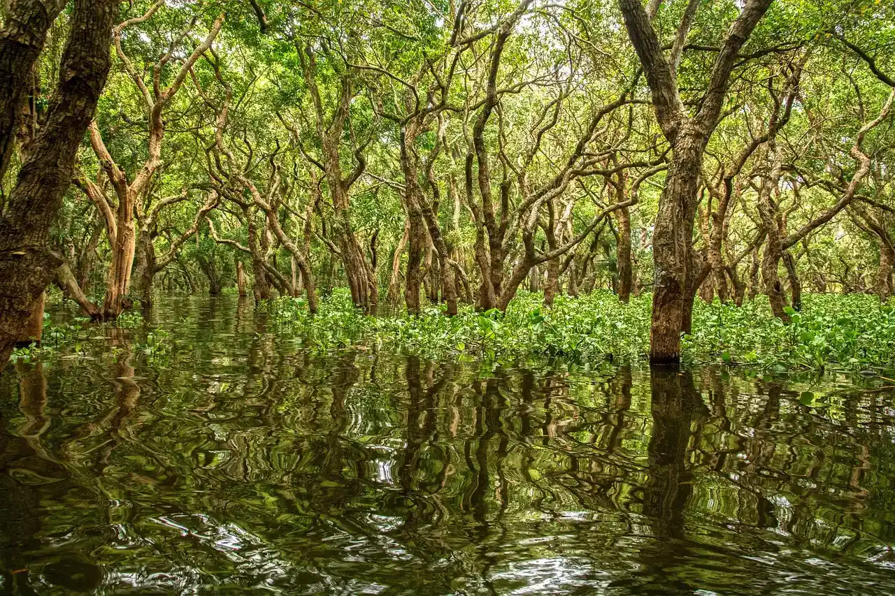 The Living Nursery: Marine Life That Depends on Mangroves (Image Credits: Pixabay)