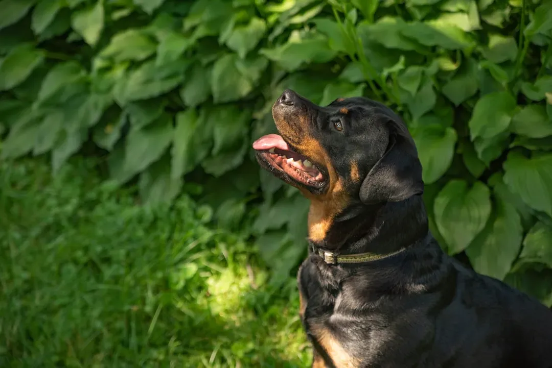 6. Rottweiler: Fierce Love in a Powerful Package (Image Credits: Unsplash)