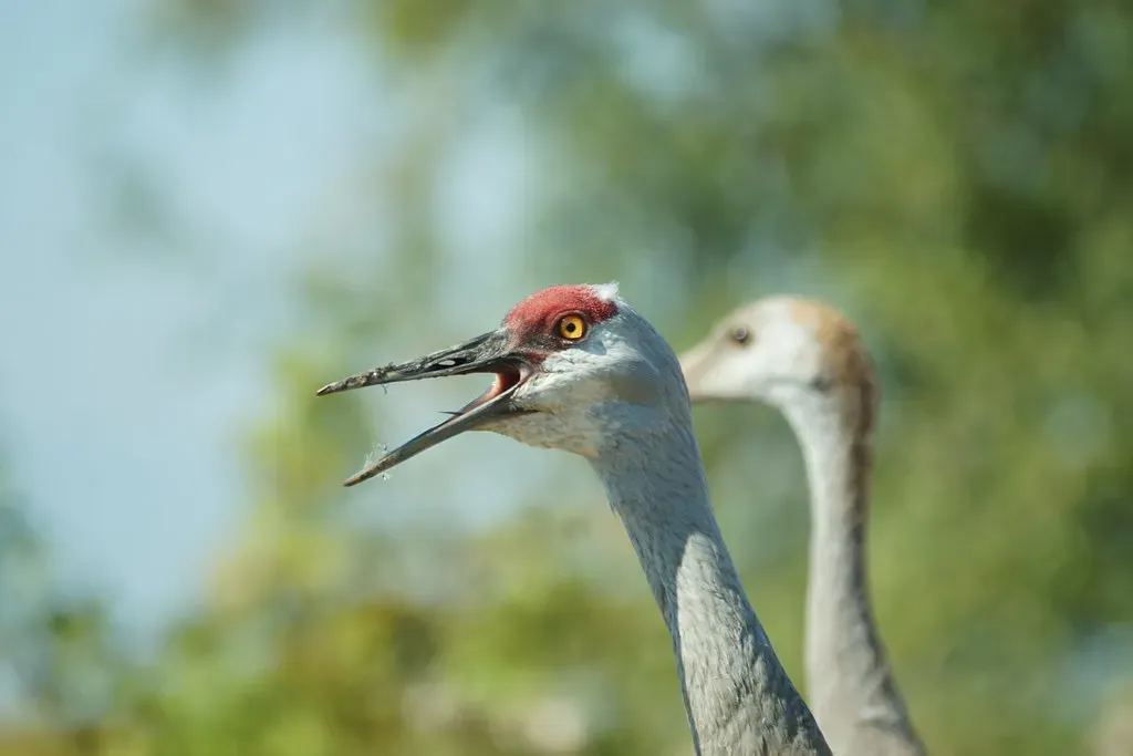 The Sandhill Crane: The Social Voyager (Image Credits: Flickr)
