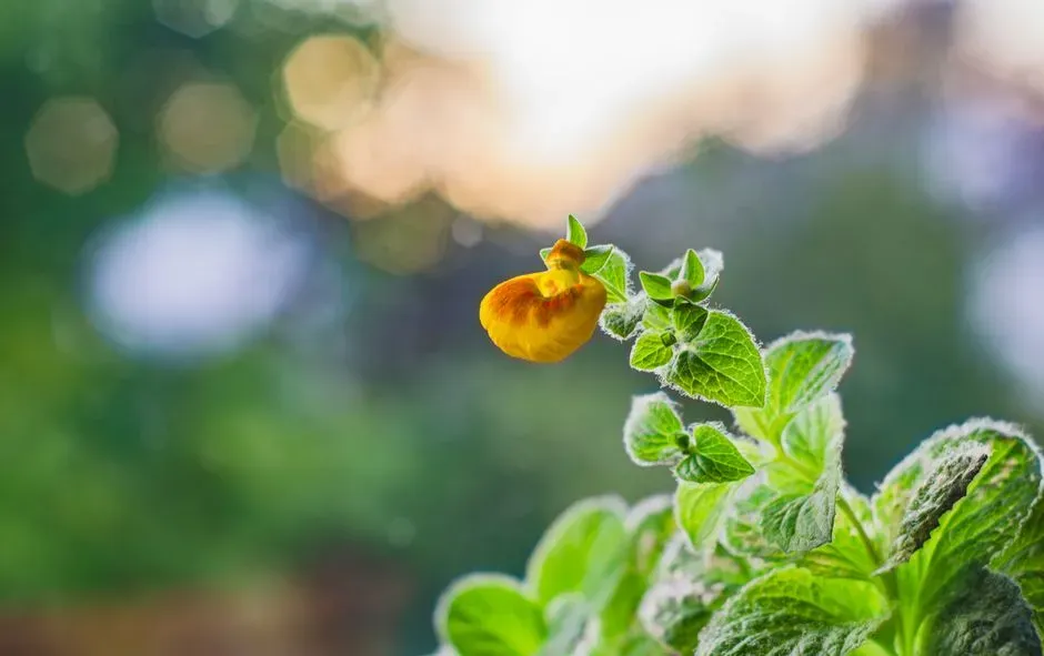 #11 - Jewelweed for Its Unusually High Nectar Concentration (Image Credits: Pexels)