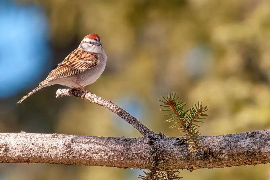 #6 - Chipping Sparrows Are Rare at Many Feeders (Image Credits: Pexels)