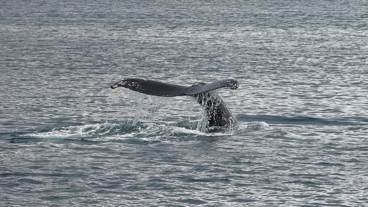 7. New York: Whale Watching Right Off Long Island (Image Credits: Pixabay)