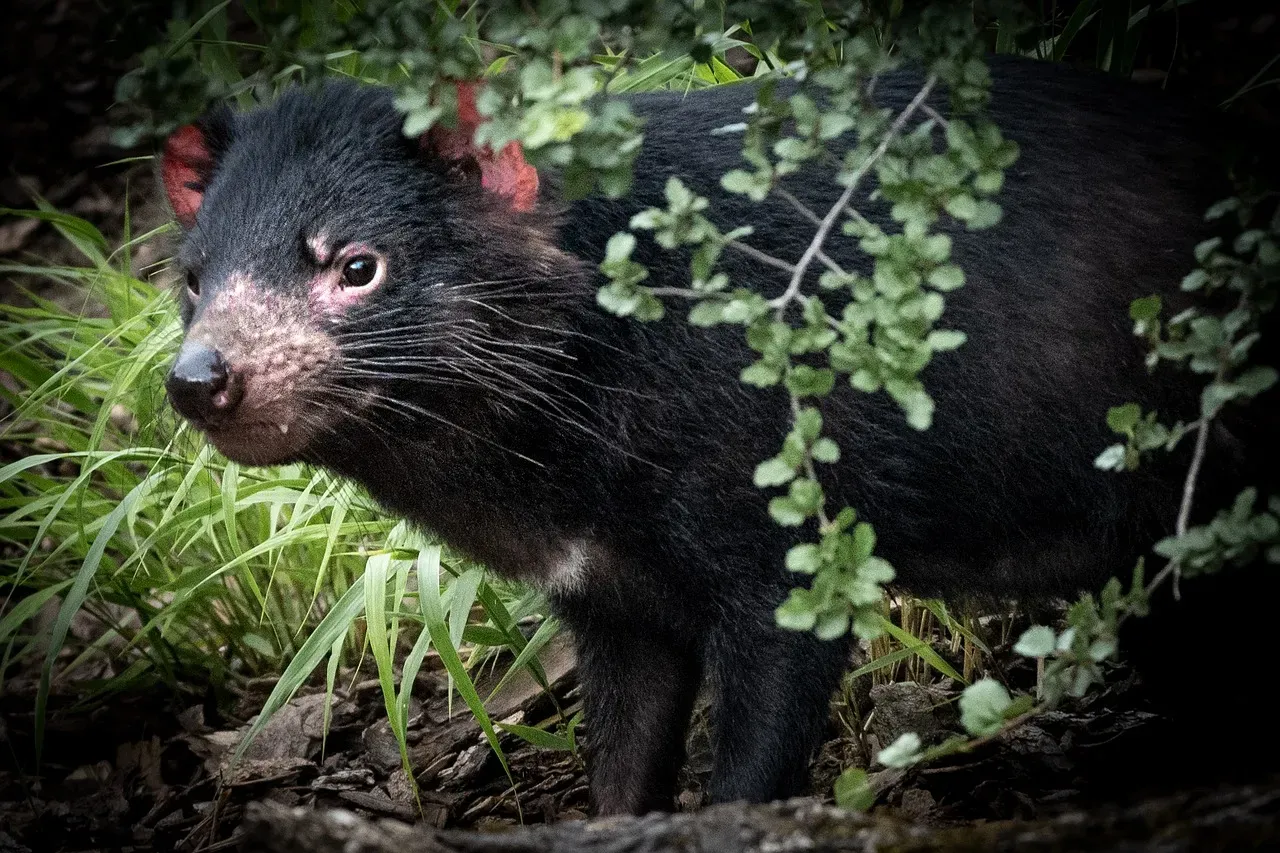 They Have the Most Powerful Bite for Their Size in the Mammal World (Image Credits: Pixabay)