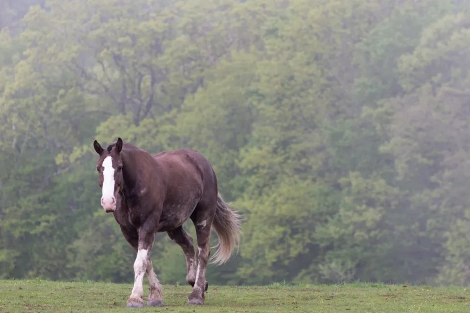 #1 - They Start Choosing the Quiet Corner of the Field (Image Credits: Stocksnap)