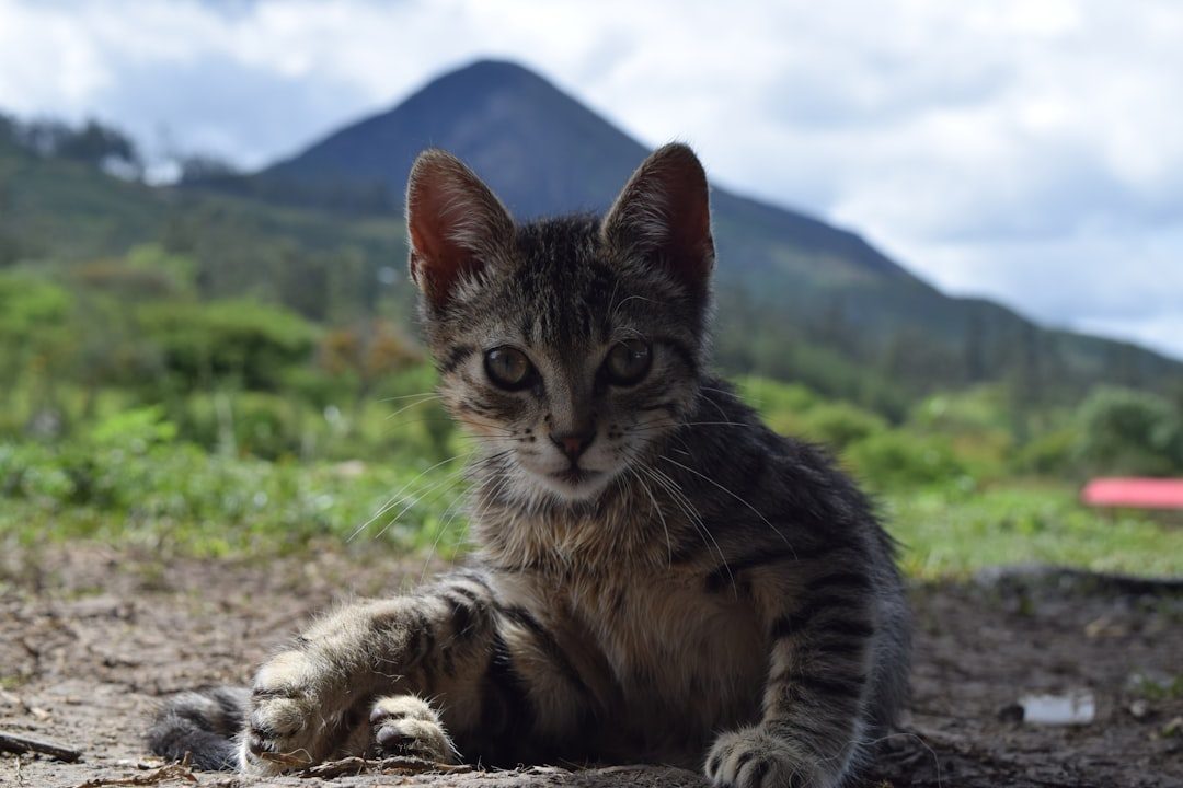 The Andean Mountain Cat: South America's Mystery (Image Credits: Unsplash)