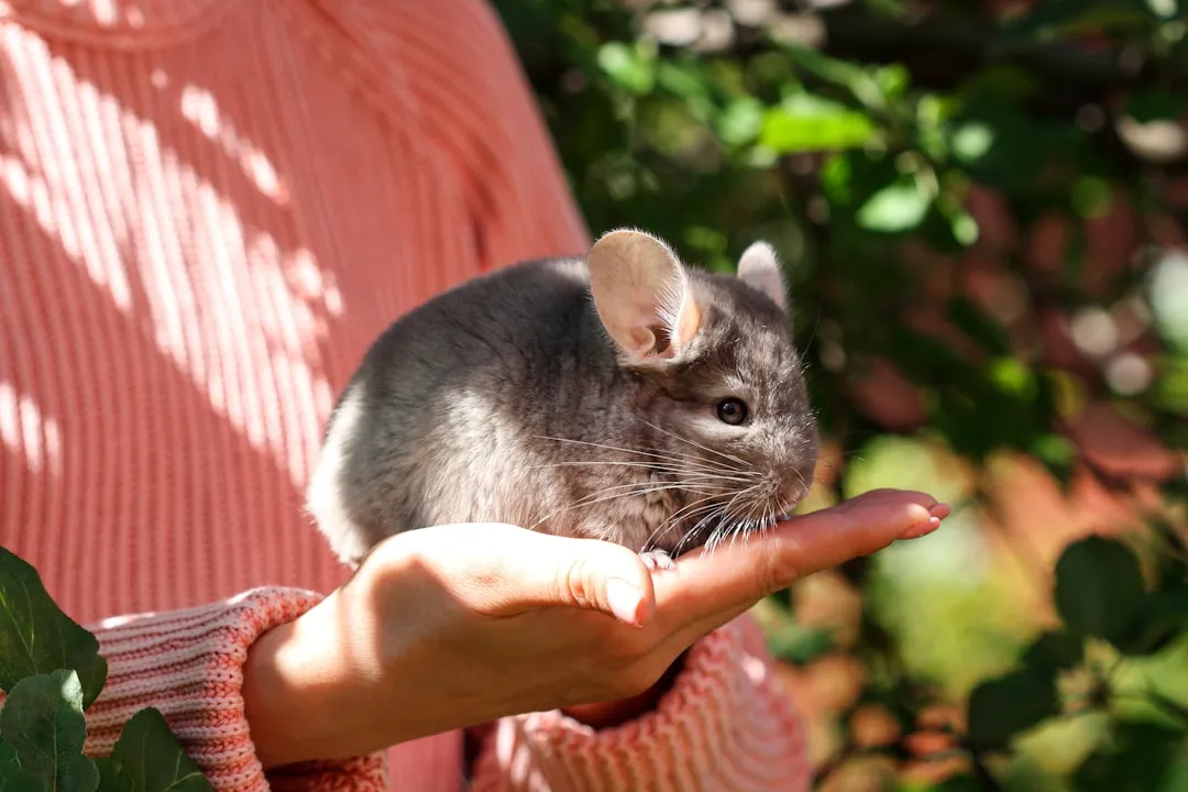 #17 - Chinchillas: The "Don't Touch Me... Except You" Crowd (Image Credits: Unsplash)