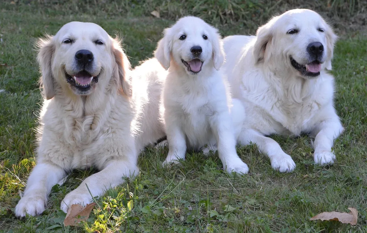 Conclusion: Honoring Your Wild Guardian (Image Credits: Pixabay)