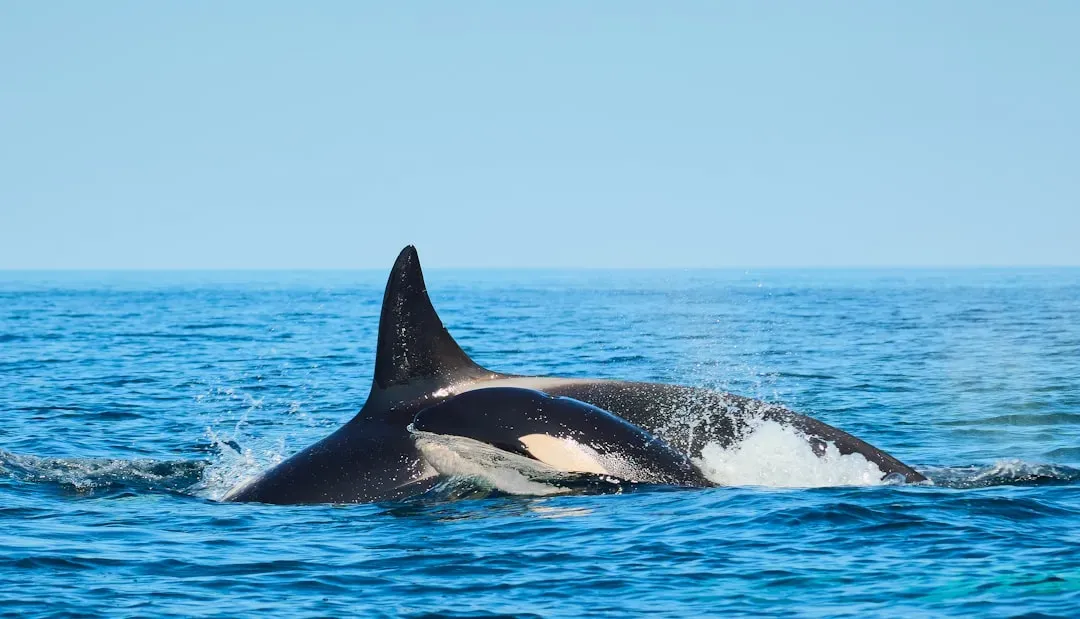 2. Orca Mothers Stay Awake for an Entire Month After Birth (Image Credits: Unsplash)