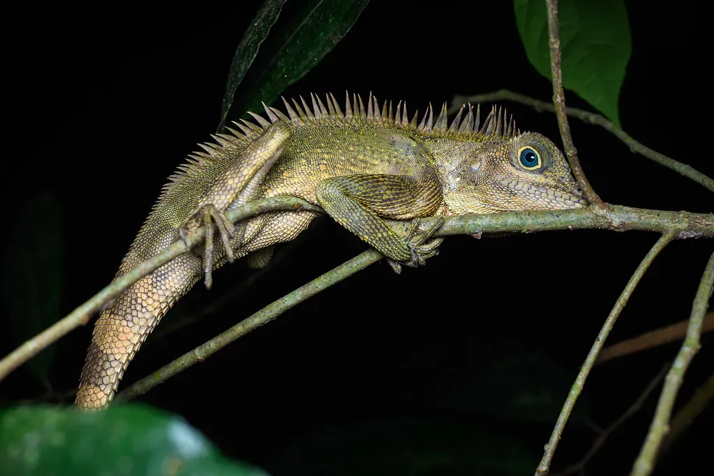 Blue-Eyed Anglehead Lizard (Image Credits: Flickr)