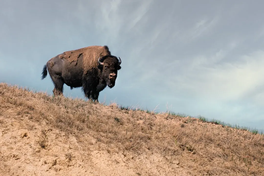 The Sacred Foundation: Why the Buffalo Was No Ordinary Animal (Image Credits: Unsplash)