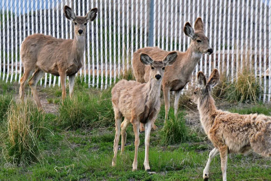 Predation and Disease (Image Credits: Pexels)