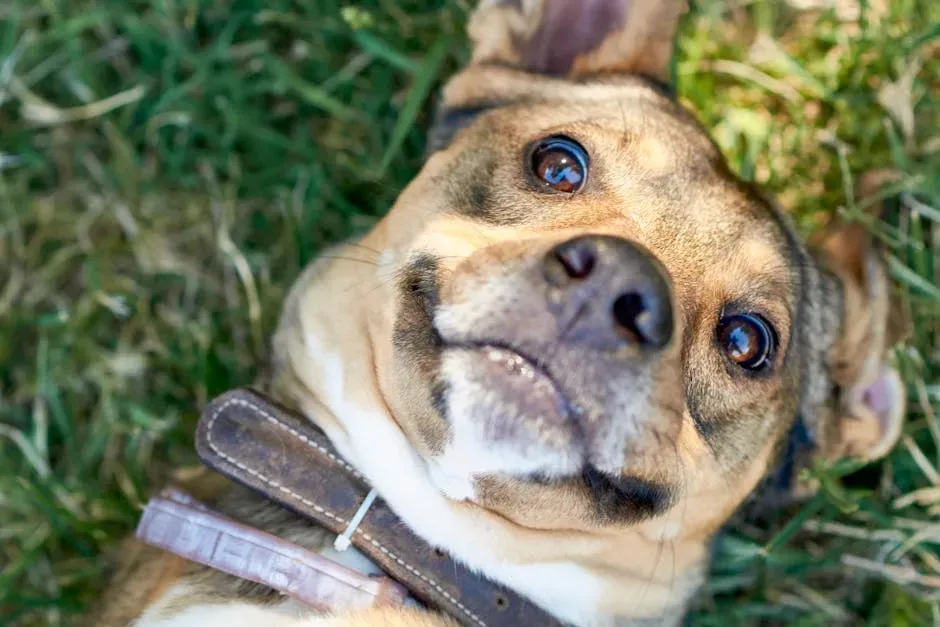 5. Their Ears Tell a Story of Pure Relaxation (Image Credits: Pexels)