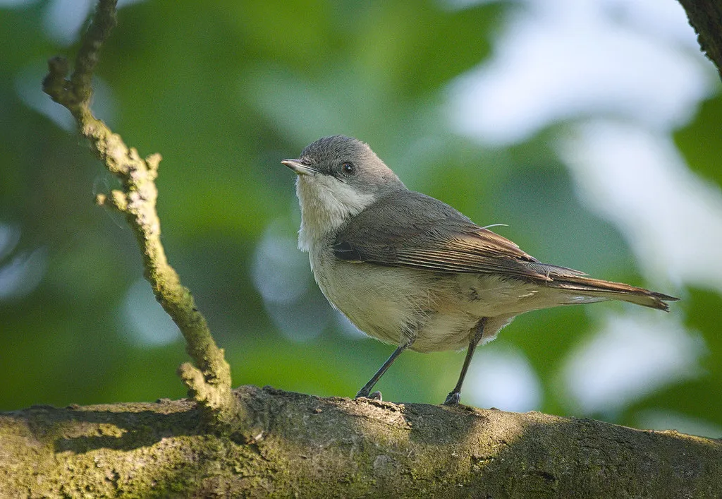 #12 - Lesser Whitethroats Are Quietly Shifting Their Whole Route (hedera.baltica, Flickr, CC BY-SA 2.0)