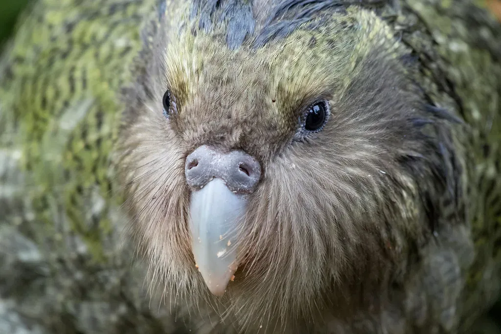 The Kakapo's Booming Mating Call (Image Credits: Flickr)