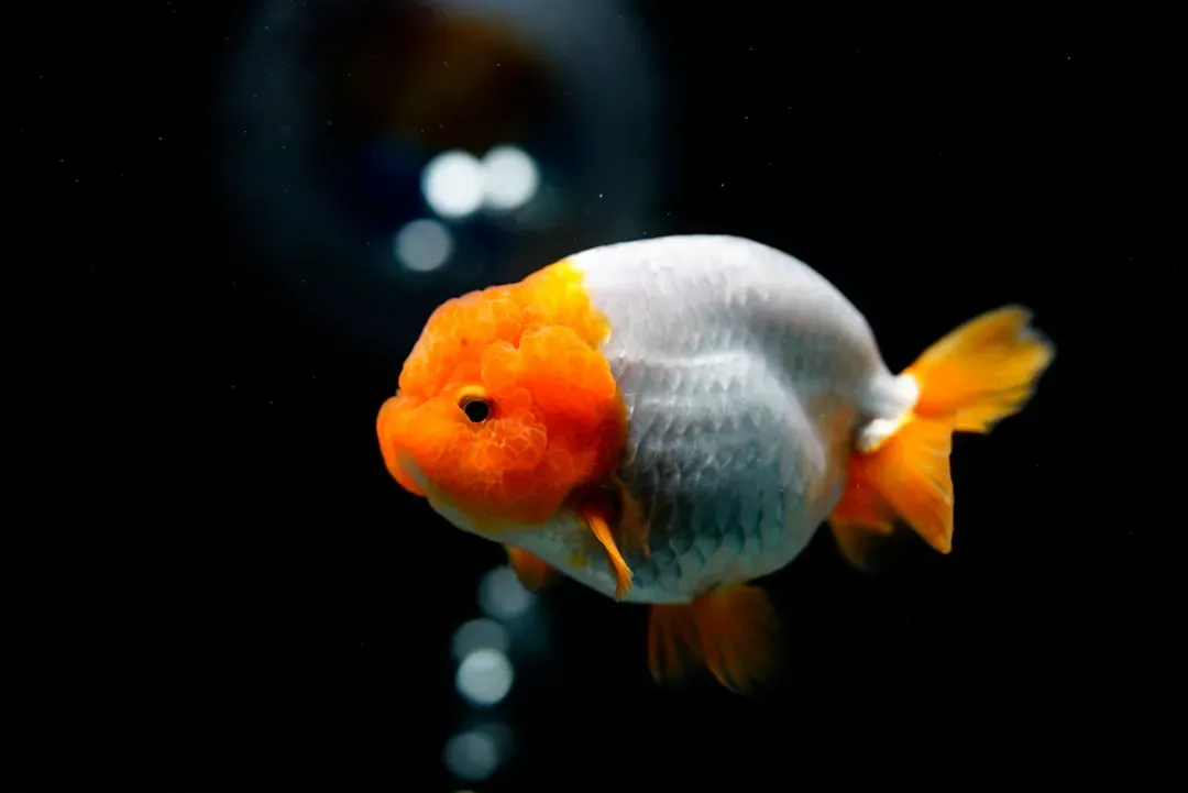 3. Goldfish Can Live Over 40 Years (Image Credits: Unsplash)